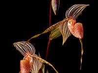 Paphiopedilum Bel Royal