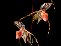 Paphiopedilum Bel Royal