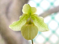 Paphiopedilum Debora