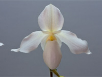 Paphiopedilum Deperle Paphiopedilum Deperle