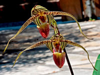 Paphiopedilum Gary Romagna Paphiopedilum Gary Romagna