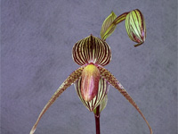 Paphiopedilum Gary Romagna Paphiopedilum Gary Romagna