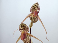Paphiopedilum Gary Romagna Paphiopedilum Gary Romagna