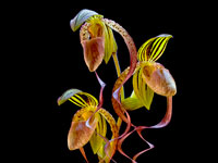 Paphiopedilum gigantifolium x Michael Koopowitz