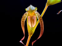 Paphiopedilum gigantifolium x Michael Koopowitz