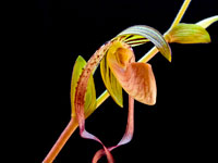 Paphiopedilum gigantifolium x Michael Koopowitz