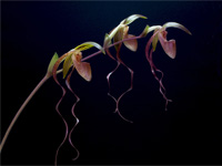 Paphiopedilum gigantifolium x Michael Koopowitz Paphiopedilum gigantifolium x Michael Koopowitz