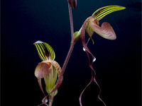 Paphiopedilum gigantifolium x Michael Koopowitz Paphiopedilum gigantifolium x Michael Koopowitz
