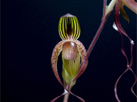 Paphiopedilum gigantifolium x Michael Koopowitz