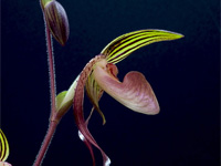 Paphiopedilum gigantifolium x Michael Koopowitz