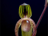 Paphiopedilum gigantifolium x Michael Koopowitz