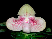 Paphiopedilum Karl Ploberger Paphiopedilum Karl Ploberger