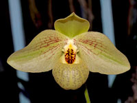 Paphiopedilum Mem. Larry Heuer Paphiopedilum Mem. Larry Heuer
