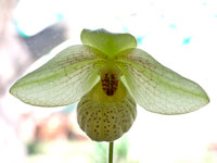 Paphiopedilum Mem. Larry Heuer Paphiopedilum Mem. Larry Heuer