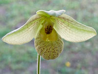 Paphiopedilum Mem. Larry Heuer Paphiopedilum Mem. Larry Heuer