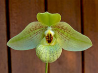 Paphiopedilum Mem. Larry Heuer Paphiopedilum Mem. Larry Heuer