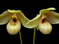 Paphiopedilum Mem. Larry Heuer Paphiopedilum Mem. Larry Heuer