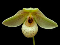 Paphiopedilum Mem. Larry Heuer Paphiopedilum Lady Mem. Larry Heuer