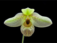 Paphiopedilum Mem. Larry Heuer Paphiopedilum Lady Mem. Larry Heuer
