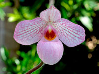 Paphiopedilum Magic Lantern