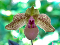 Paphiopedilum Mint Chocolate