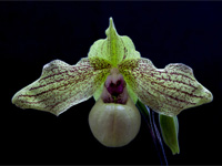 Paphiopedilum Mint Chocolate