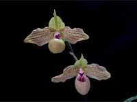 Paphiopedilum Mint Chocolate