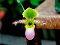 Paphiopedilum Pinocchio Paphiopedilum Pinocchio