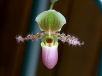 Paphiopedilum Pinocchio Paphiopedilum Pinocchio