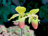 Paphiopedilum Prime Child Paphiopedilum Prime Child