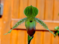 Paphiopedilum Prime Child Paphiopedilum Prime Child