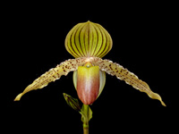 Paphiopedilum Pinocchio Paphiopedilum Pinocchio