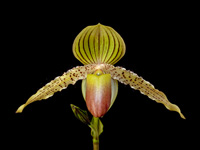 Paphiopedilum Pinocchio