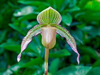 Paphiopedilum Saint Swithin x superbiens