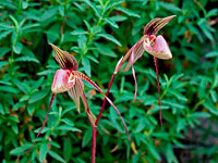 Paphiopedilum Saint Swithin x anitum