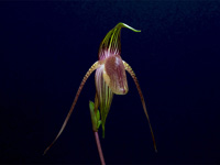 Paphiopedilum adductum