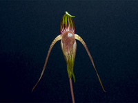 Paphiopedilum adductum Paphiopedilum adductum