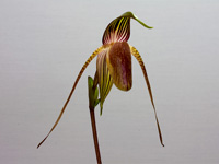 Paphiopedilum adductum