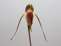 Paphiopedilum adductum Paphiopedilum adductum
