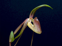 Paphiopedilum adductum Paphiopedilum adductum