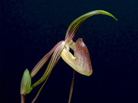 Paphiopedilum adductum