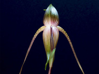 Paphiopedilum adductum Paphiopedilum adductum