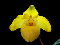 Paphiopedilum armeniacum Paphiopedilum armeniacum