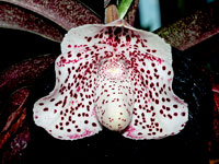 Paphiopedilum bellatulum Paphiopedilum bellatulum