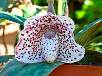 Paphiopedilum bellatulum Paphiopedilum bellatulum