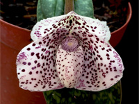Paphiopedilum bellatulum Paphiopedilum bellatulum