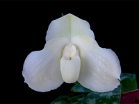 Paphiopedilum bellatulum f.album('Kevin' x 'OZ') Paphiopedilum bellatulum f.album('Kevin' x 'OZ')