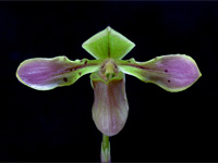 Paphiopedilum bullenianum var. celebesense