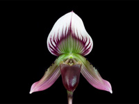 Paphiopedilum callosum