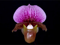 Paphiopedilum charlesworthii